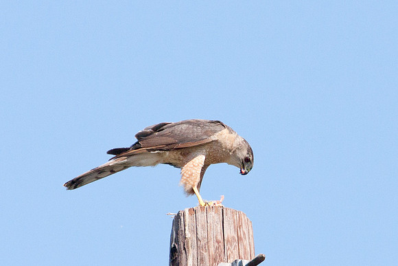 hawk-8280