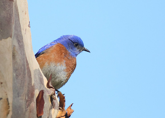 Western Bluebird