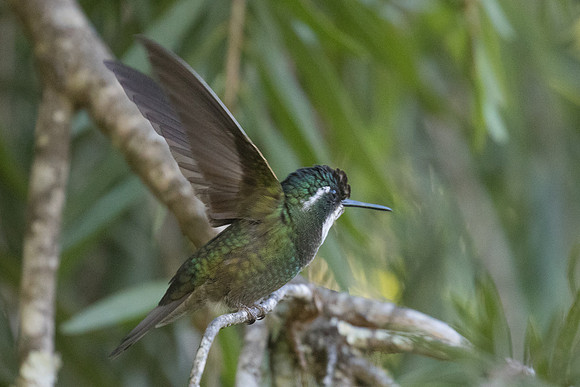 White-throated Mountain Gem