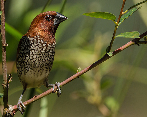 Nutmeg Mannikin