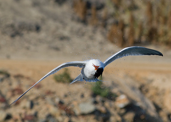 BolsaChica2011-1653