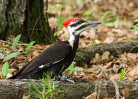 Pileated Woodpecker