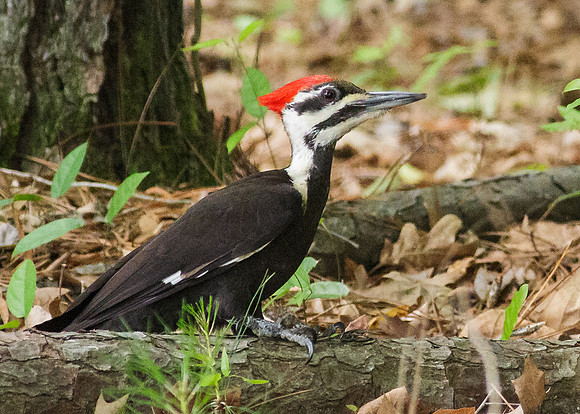 Pileated Woodpecker