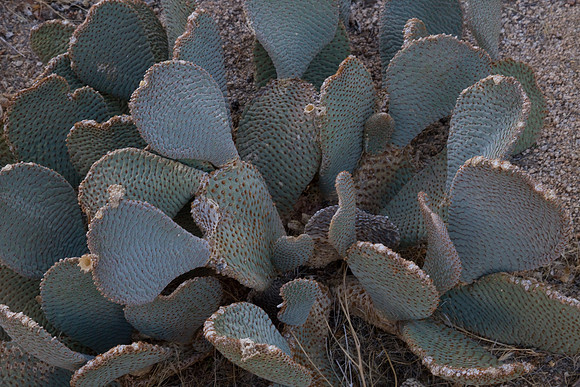 joshuatree09-2284