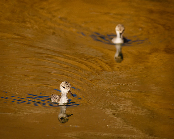 Out for a swim.....