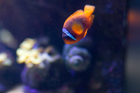 LB-aquarium-0551