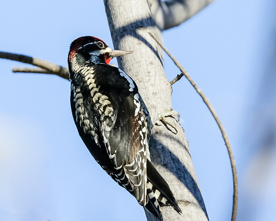 Red-naped Sapsucker