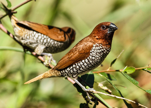 Nutmeg Mannikin
