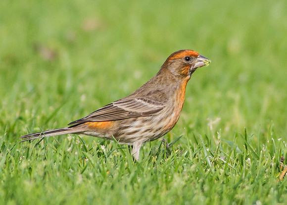 House Finch