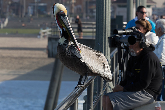 Oc-HB Pier-4164