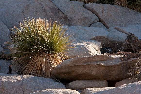 joshuatree09-0677