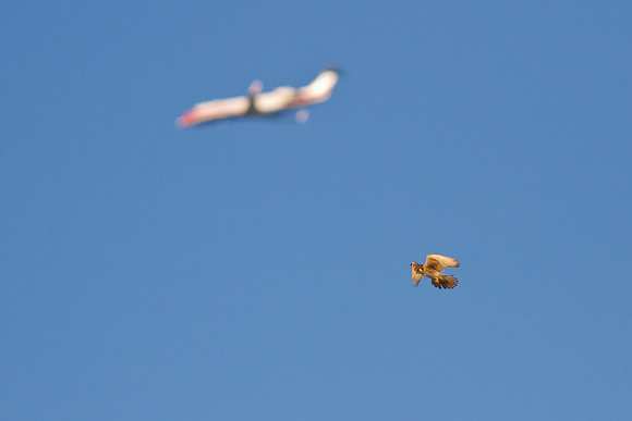 Two birds in flight