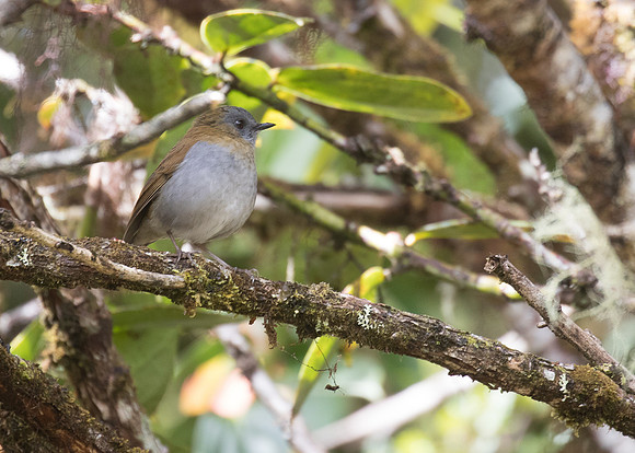 Black-billed nightingale thrush