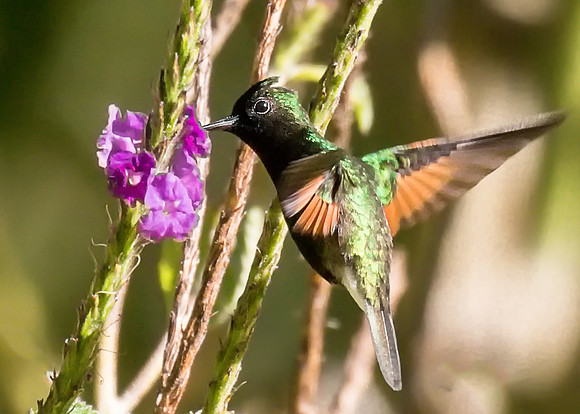 Black-bellied Hummingbird
