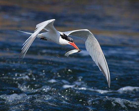 BolsaChica2011-1415