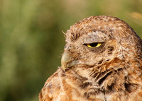 Burrowing owl