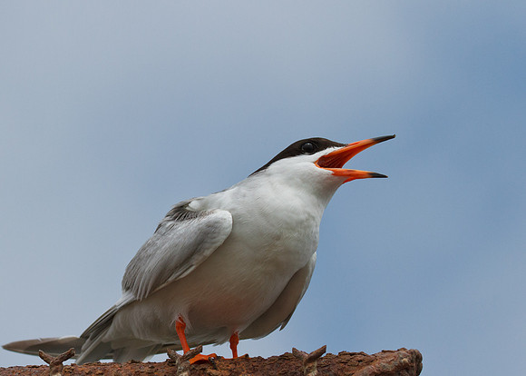 BolsaChica2011-0002