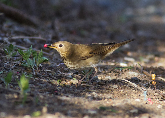 Swainson's Thrush