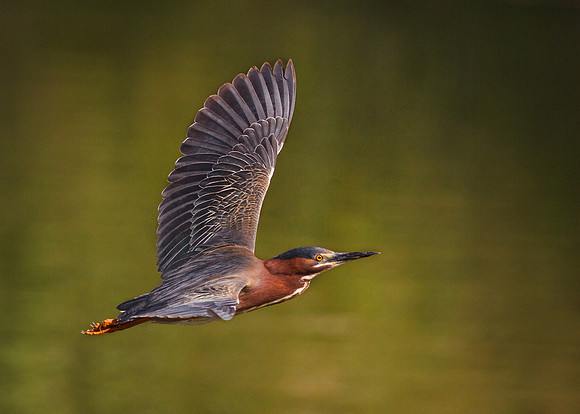 Cruisin' Pond B