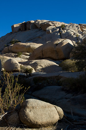 joshuatree09-2559