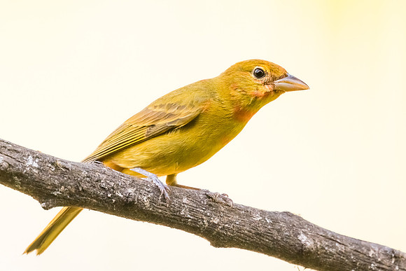 Female Summer Tanager