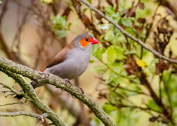Orange-cheeked Waxbill