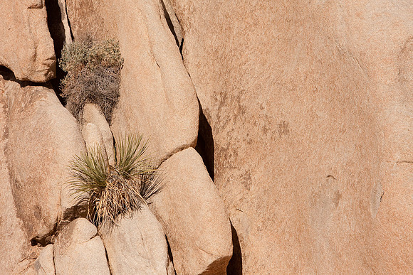 joshuatree09-0659