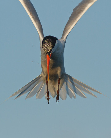 BolsaChica2011-3845