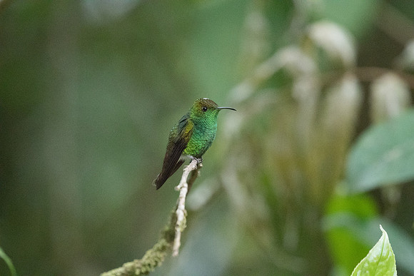 Coopery headed  (Endemic to CR)
