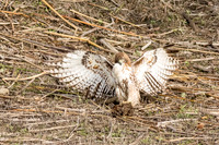 san joaquin2014-5854