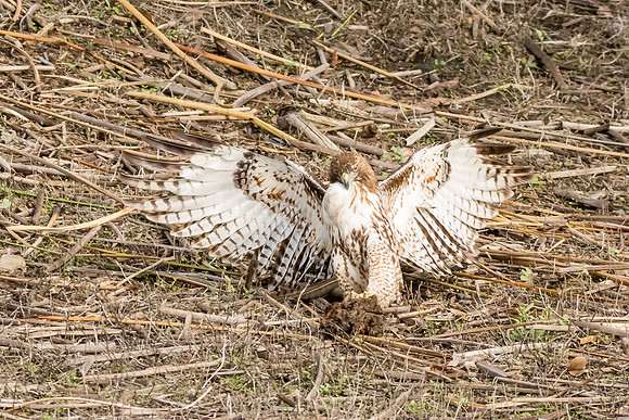 san joaquin2014-5854