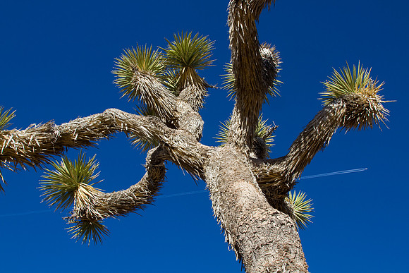 joshuatree09-2639
