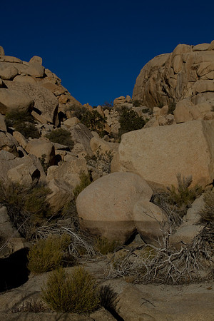 joshuatree09-2570