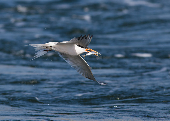 BolsaChica2011-1528
