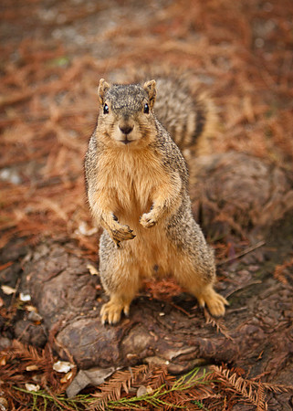 Squirrel looking for a handout