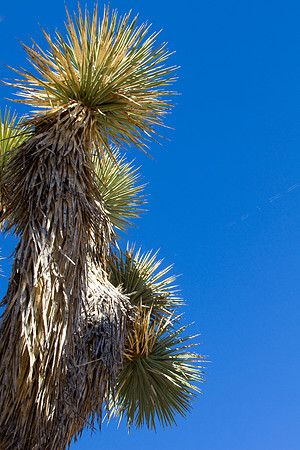 joshuatree09-2648