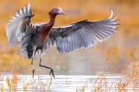 Reddish Egret
