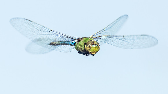 Green Darner