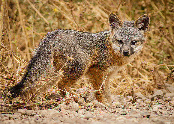 Island Fox Kit
