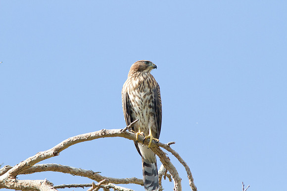 Hawk-0713-5931