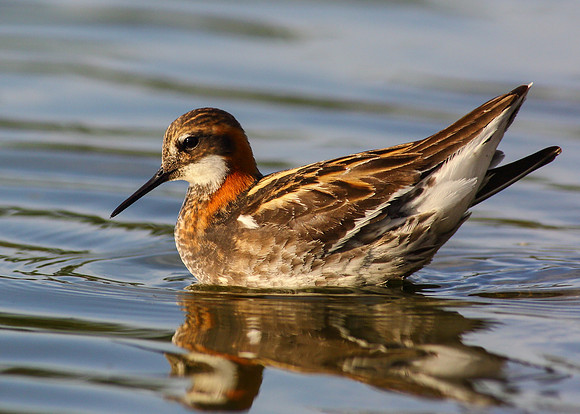 Red-necked Phalarope