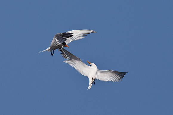 BolsaChica2011-1484