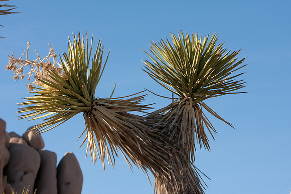 joshuatree09-0518