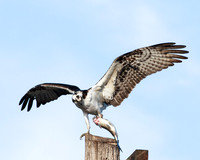 Male Osprey