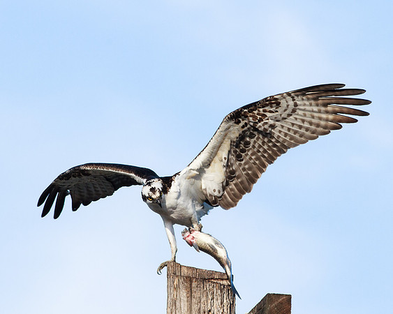 Male Osprey