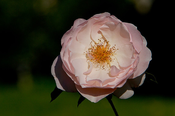 La-arboretum-124