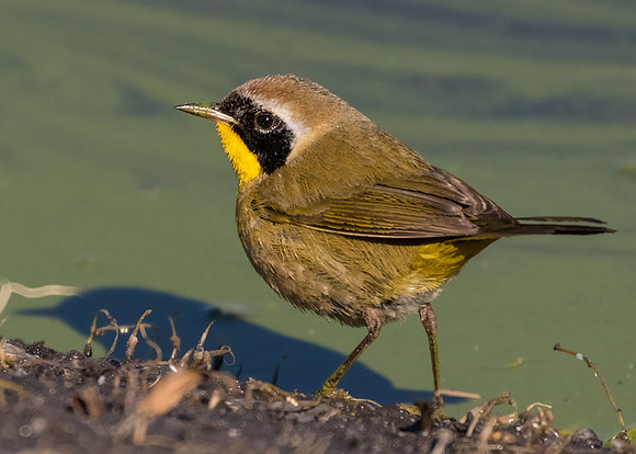 Male Common Yellowthroat