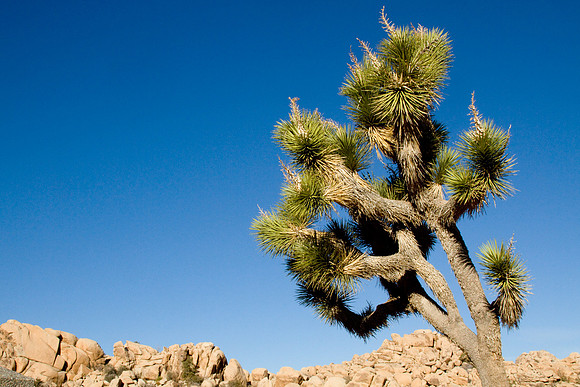 joshuatree09-2614