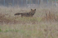Coyote