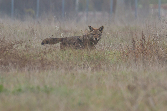 Coyote